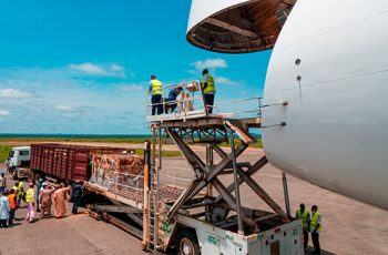 Transporte de animais