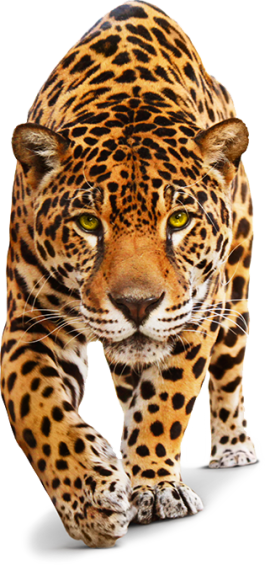 O Jaguar